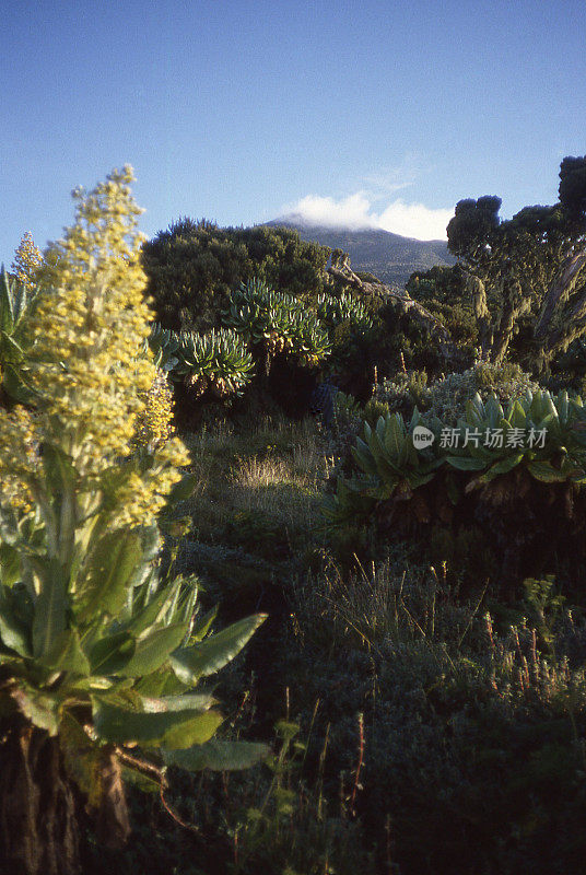 Karisimbi - Virunga山的非洲高山植被，卢旺达，中非